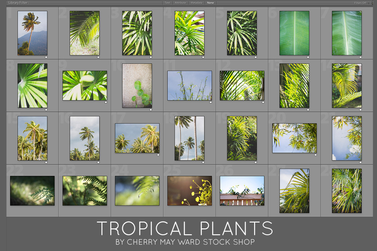 GREEN TROPICAL PLANTS, a Nature Photo by Beach Babe Stock (Photo 6 of 6)