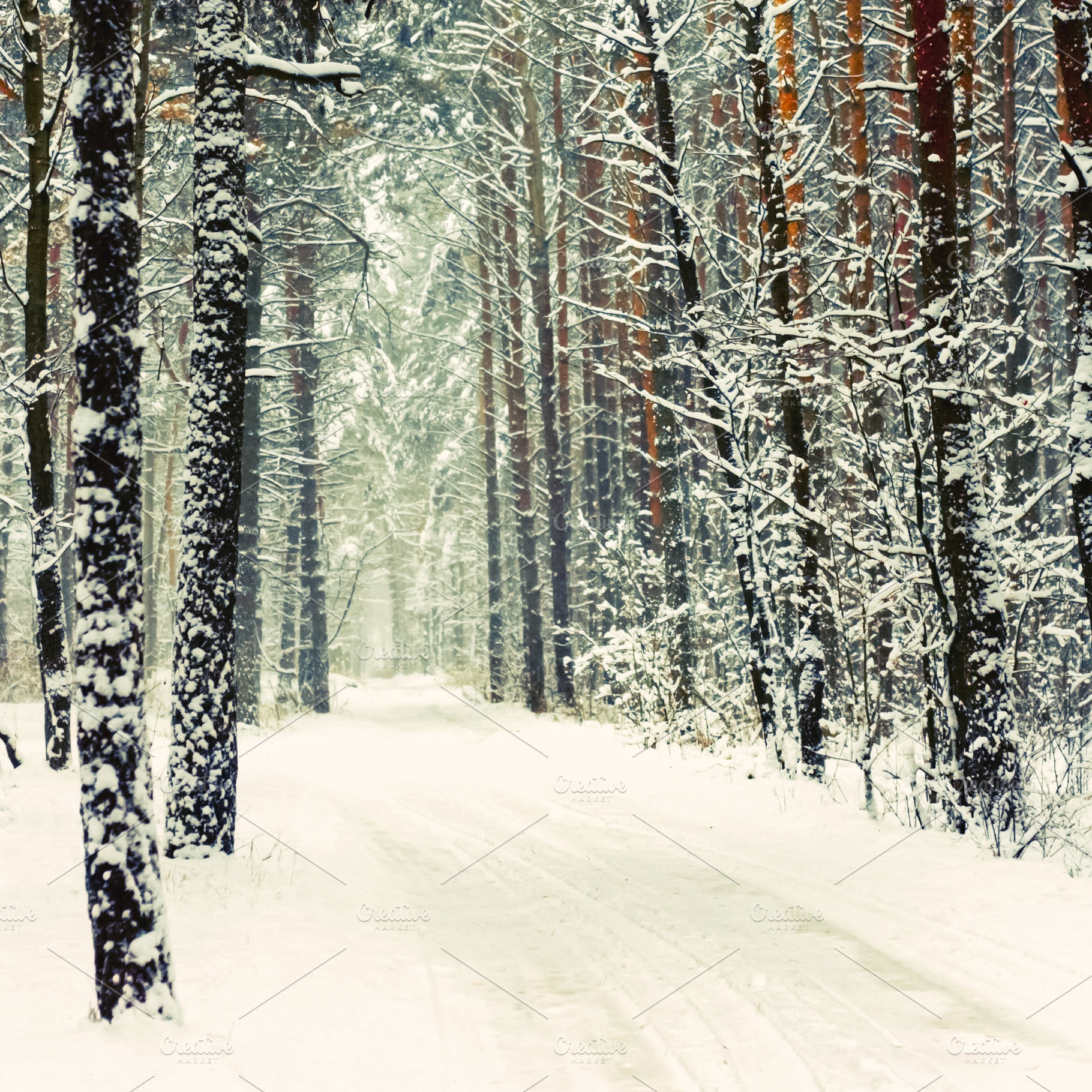 Forest path in winter with snow covered pine trees and a serene, a Photo by Studio ANNA