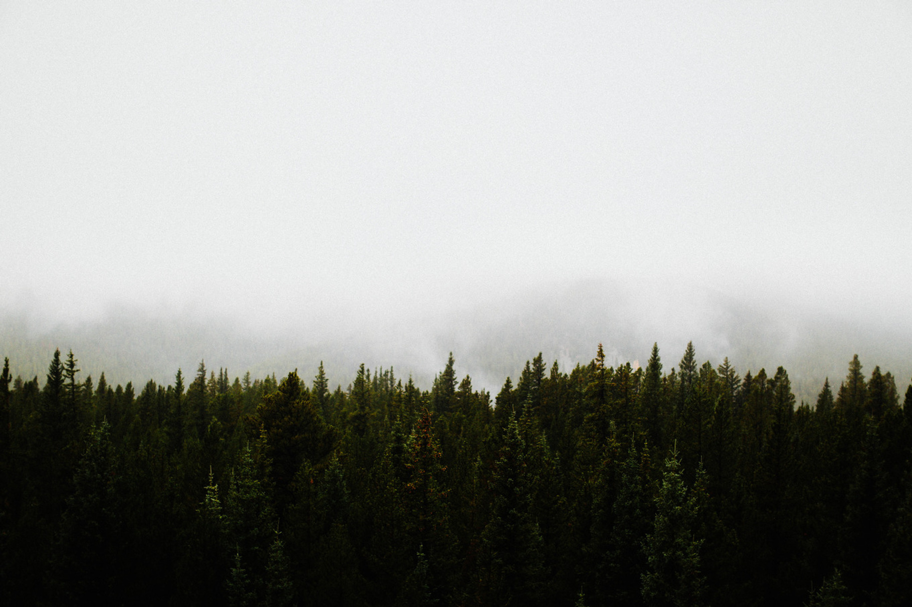 trees and fog, a Nature Photo by The Homestead Collective 