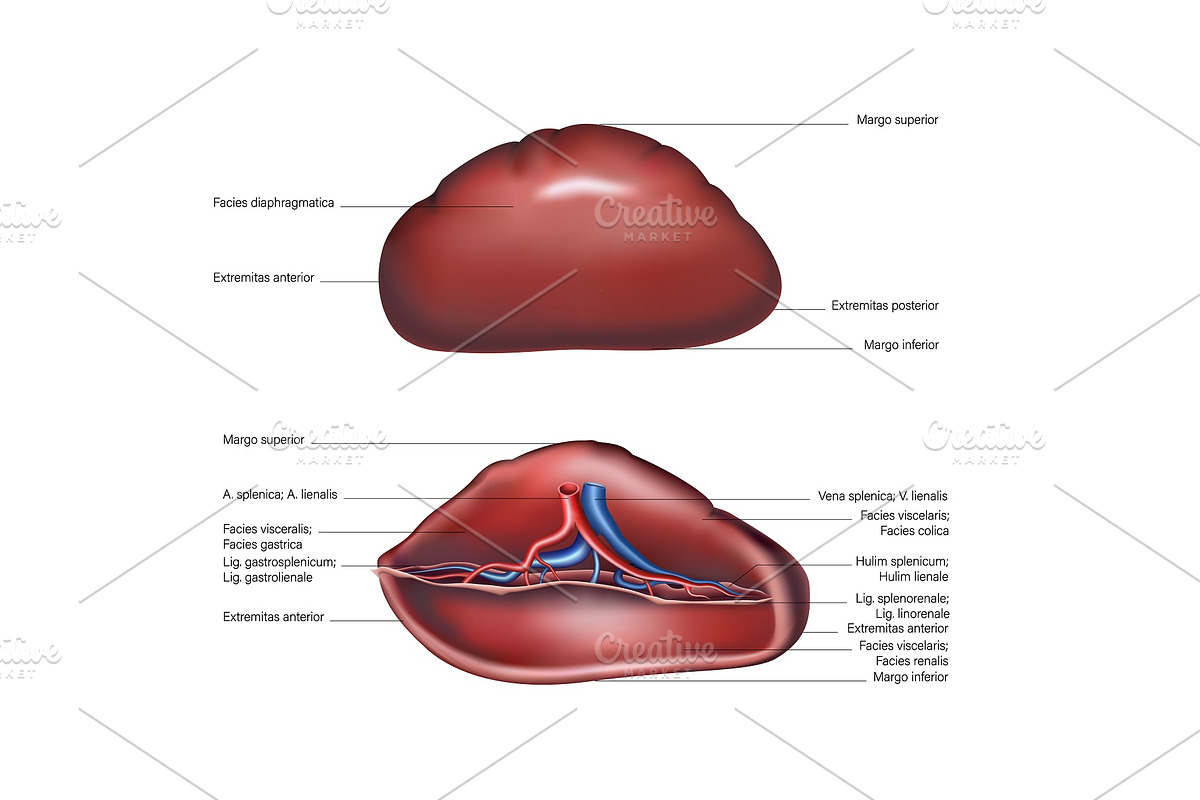 Spleen on the upper lateral ventral, a Templates & Theme by StudioVin