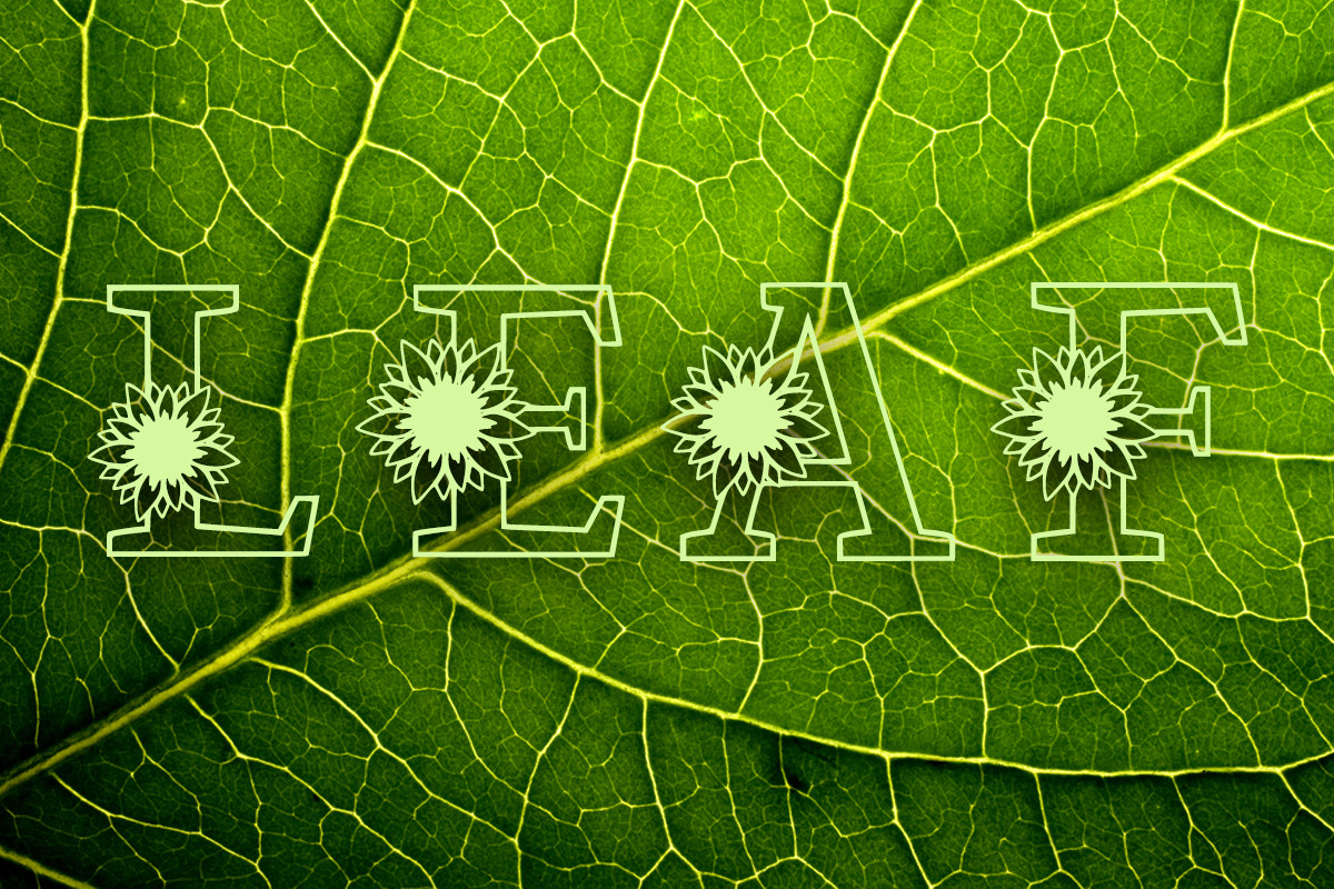 Sunflower Bright, a Font by Actual Pixel (Photo 7 of 7)