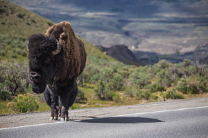 American bison featuring buffalo, bison, and american