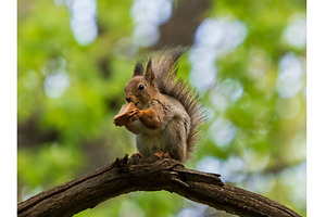 Cute squirrel sitting on branch and, an Animal Photo by Fascinadora