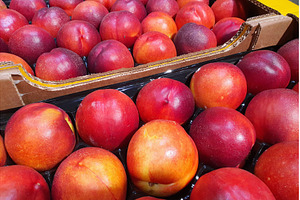 Box of fresh ripe nectarines, a Food & Drink Photo by Lermont51