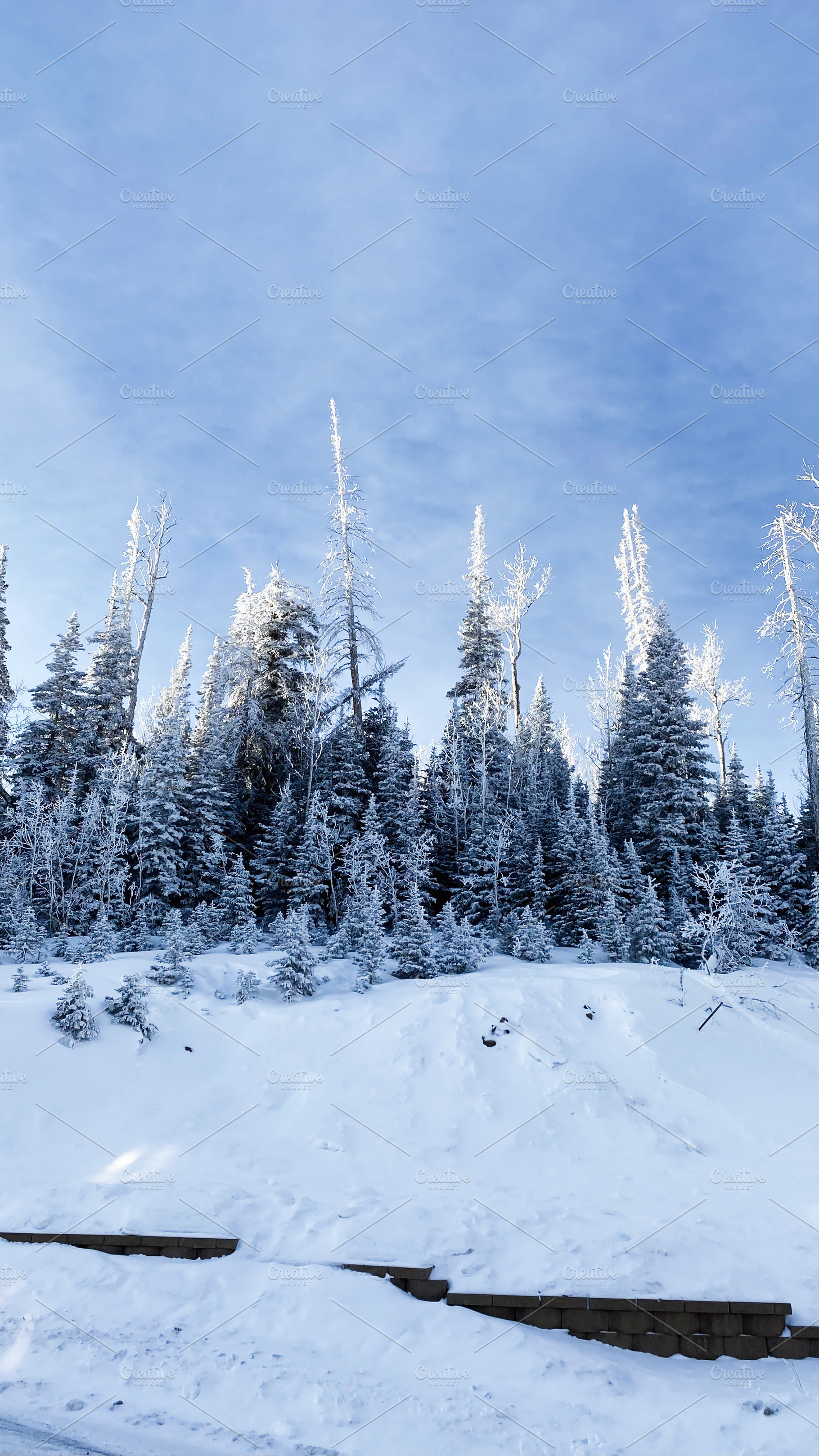 Snowy forest in Utah with tall frosted trees under a clear blue sky, a Nature Photo by AS photostudio