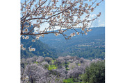Blossoming almond trees, a Nature Photo by Fruits+Veggies (Thumbnail 13 of 17)
