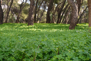 fresh green grass and clover plants, a Nature Photo by sirylok