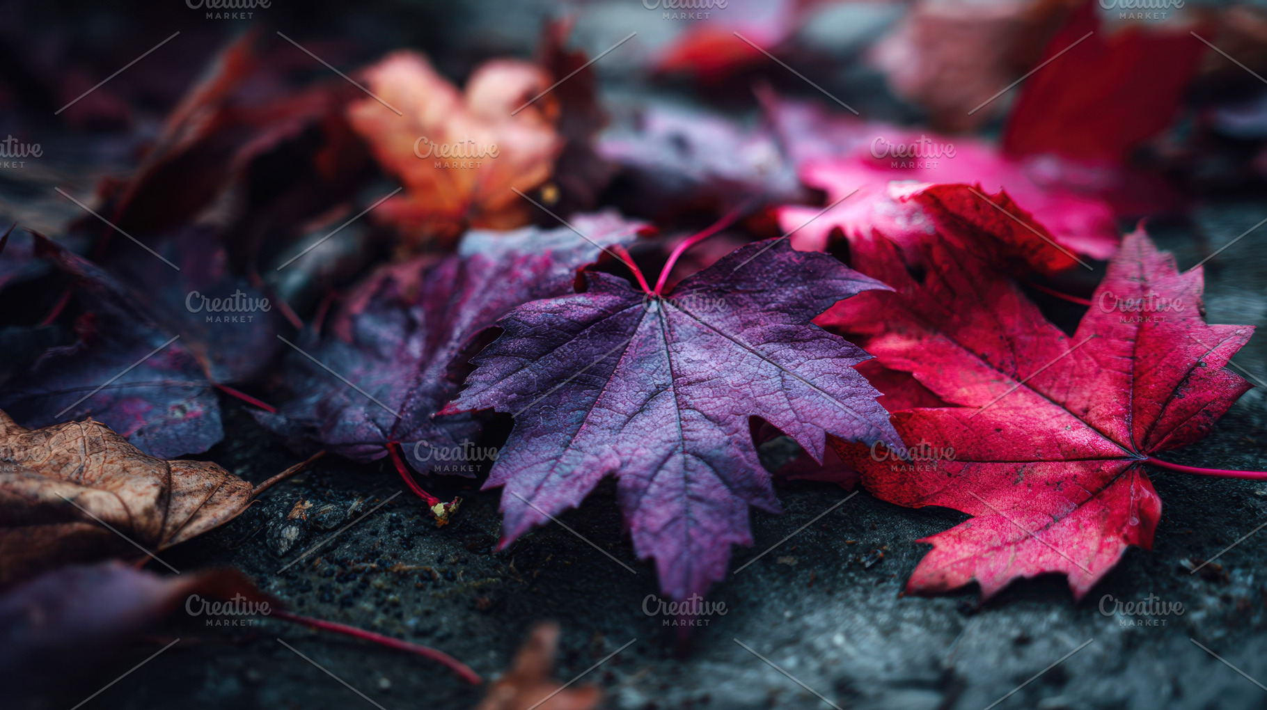Colorful autumn leaves on the ground, a Photo by Beautiful things