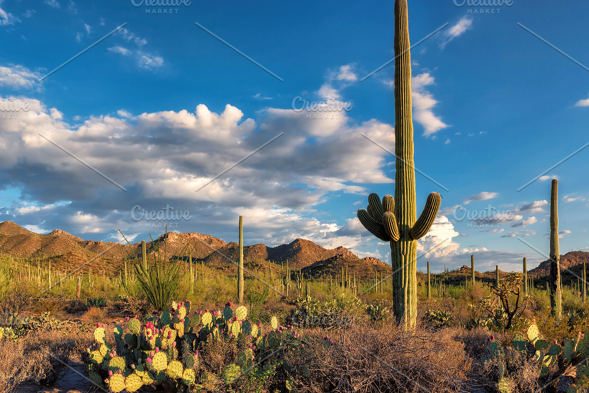 Saguaro National Park, a Nature Photo by Lucky Photographer (Photo 2 of 2)