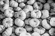 Fall Pumpkin Stock Bundle, a Holiday Photo by r.r.palacios (Thumbnail 9 of 15)