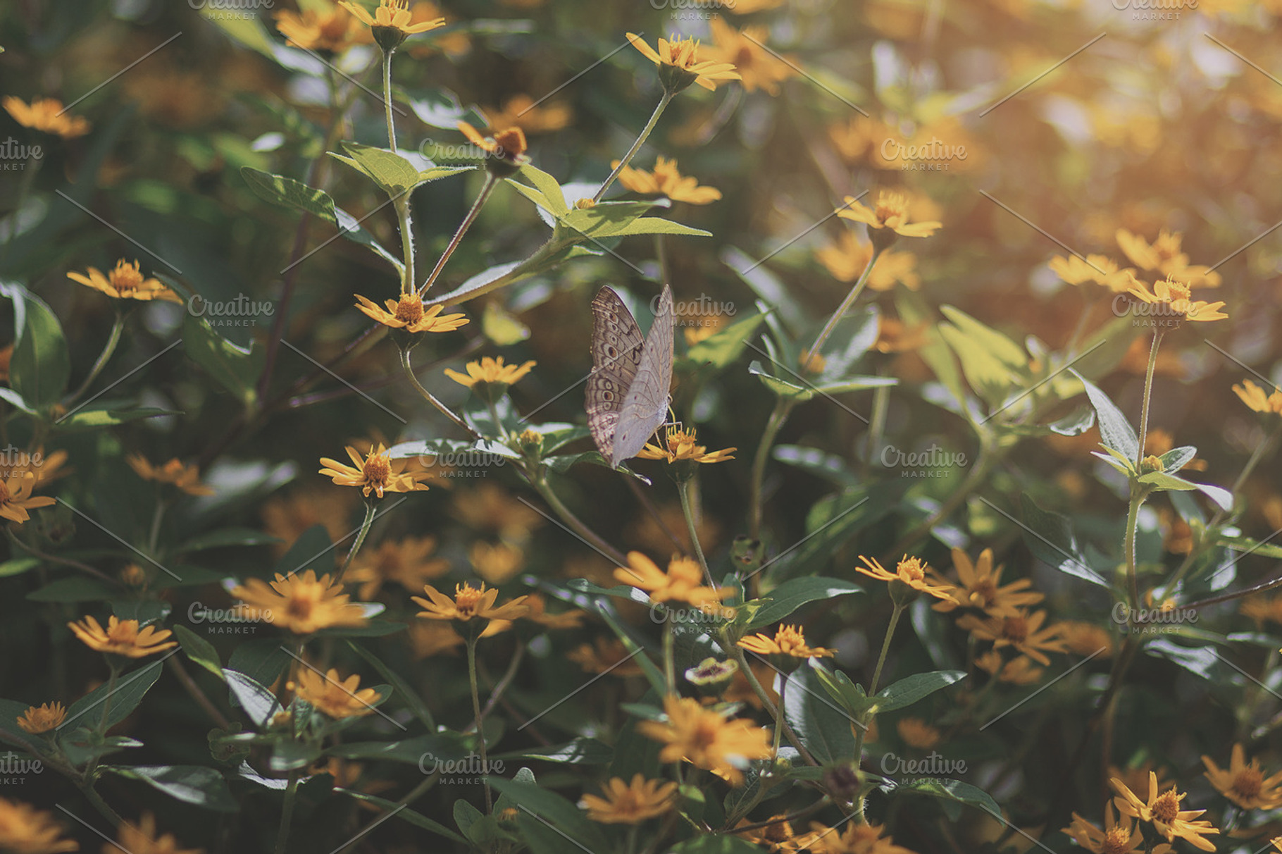 Butterfly pattern 02 featuring photo, pack, and bundle, an Animal Photo by Salman Photocreative