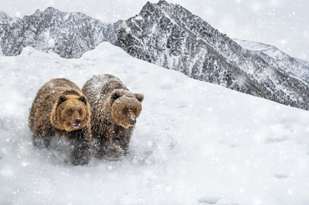 Two brown bears in winter mountain. Animal in wild winter nature, an Animal Photo by Byrdyak