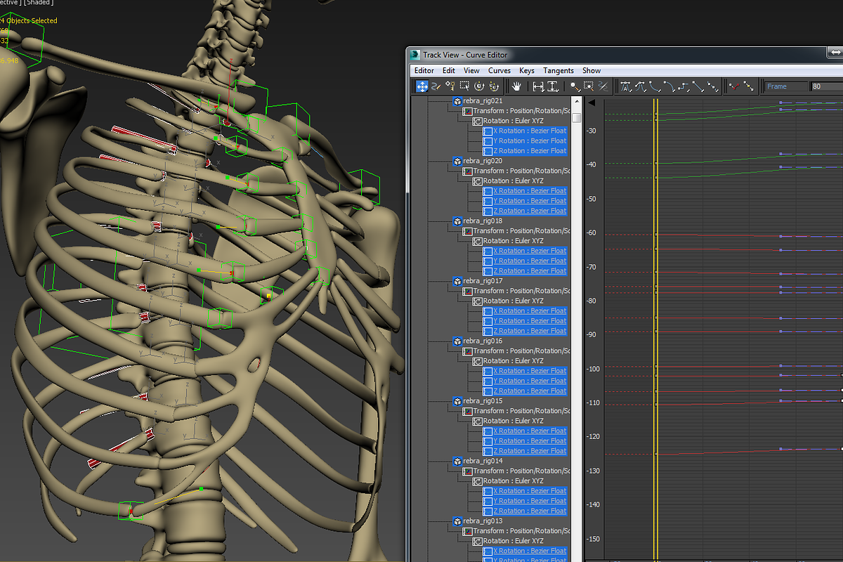 Animated internal organs, skeleton, a Characters & Person 3D Model by konstantin.ermolaev (Photo 28 of 29)