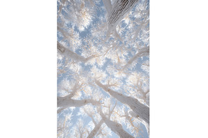The Khimki woods in the Moscow, a Nature Photo by ZinetroN