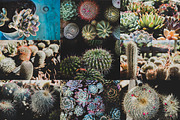 Cacti and Succulents Bundle, a Nature Photo by René Jordaan Photography (Thumbnail 2 of 3)