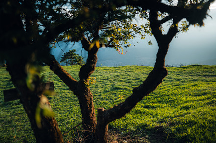 Green fields on the mountains in summer, a Nature Photo by Art Rachen