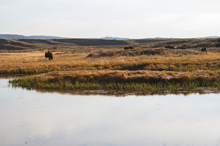 Bison fields containing yellowstone, bison, and group