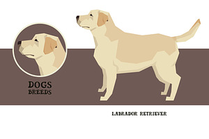 Dog breeds Labrador Retriever