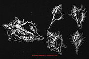 10 Bundle Dark Art Sea Shell Ocean, an Illustration by Morspective (Thumbnail 3 of 7)