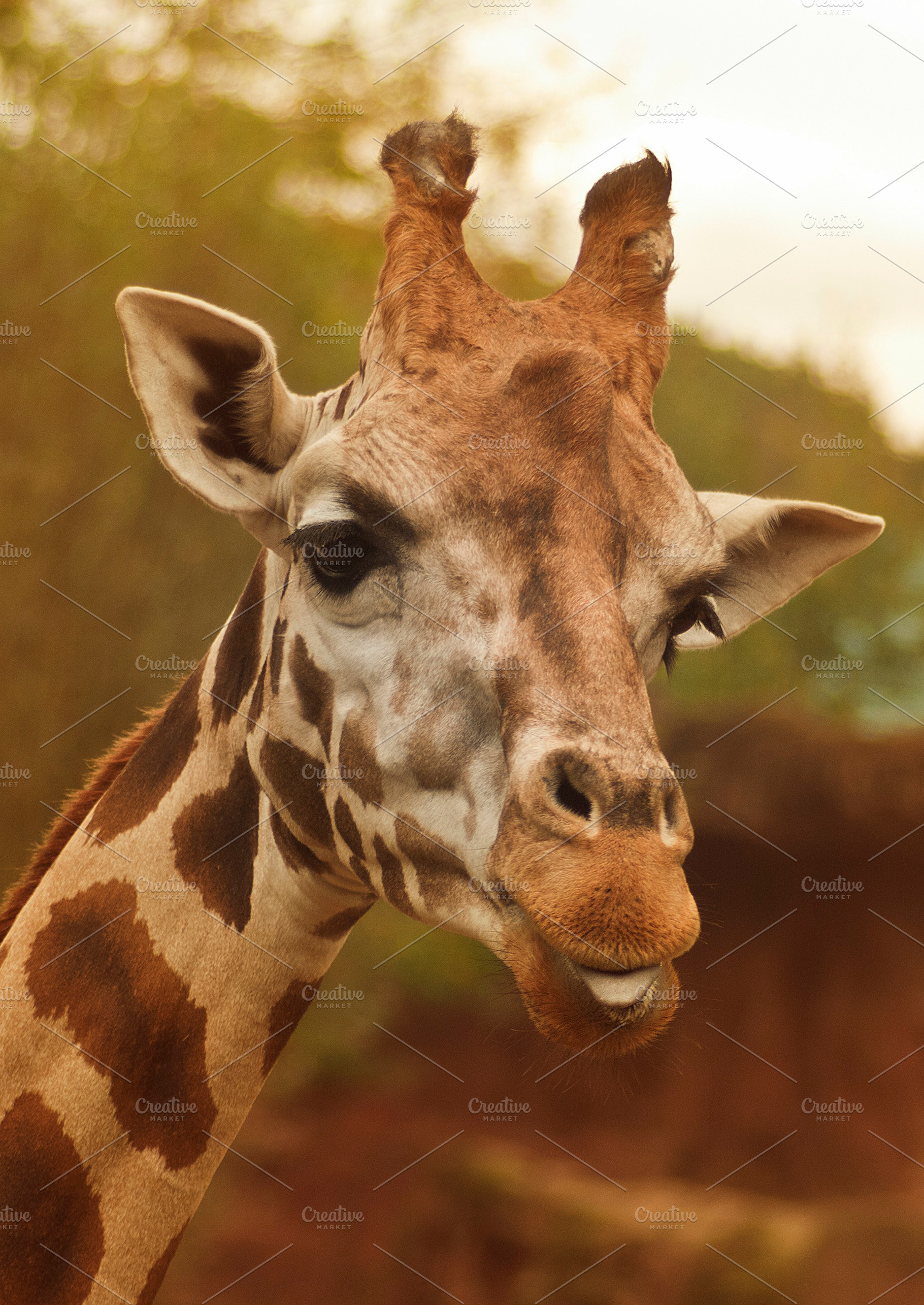 Giraffe pose II, a Photo by Auberjean