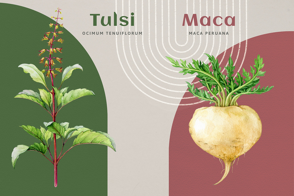 Adaptogenic Medicinal Plant Clipart, a Healthcare Illustration by AnitaPol (Photo 13 of 24)