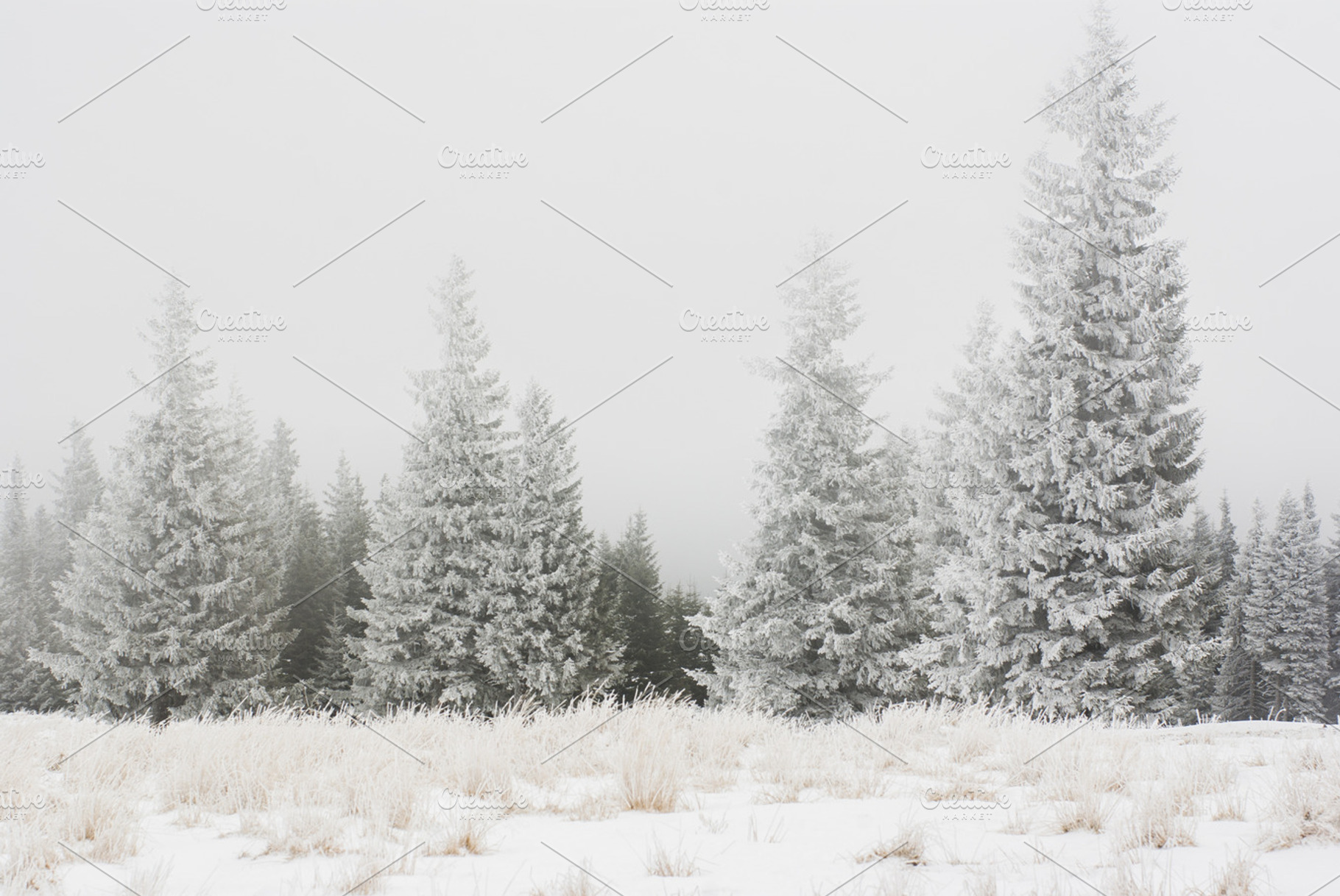 Mist snowy trees, a Nature Photo by Inna Vinchenko Designs
