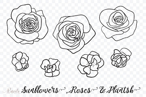 Sunflowers, Roses, Rosehip, Plants