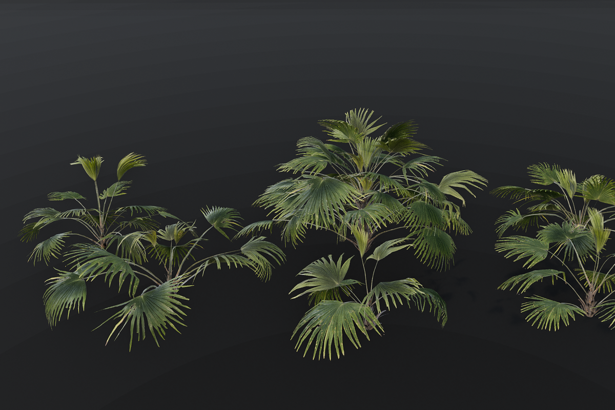 The Chinese Palm Bush, a Plants & Tree 3D Model by FuturePastCreatives (Photo 6 of 7)