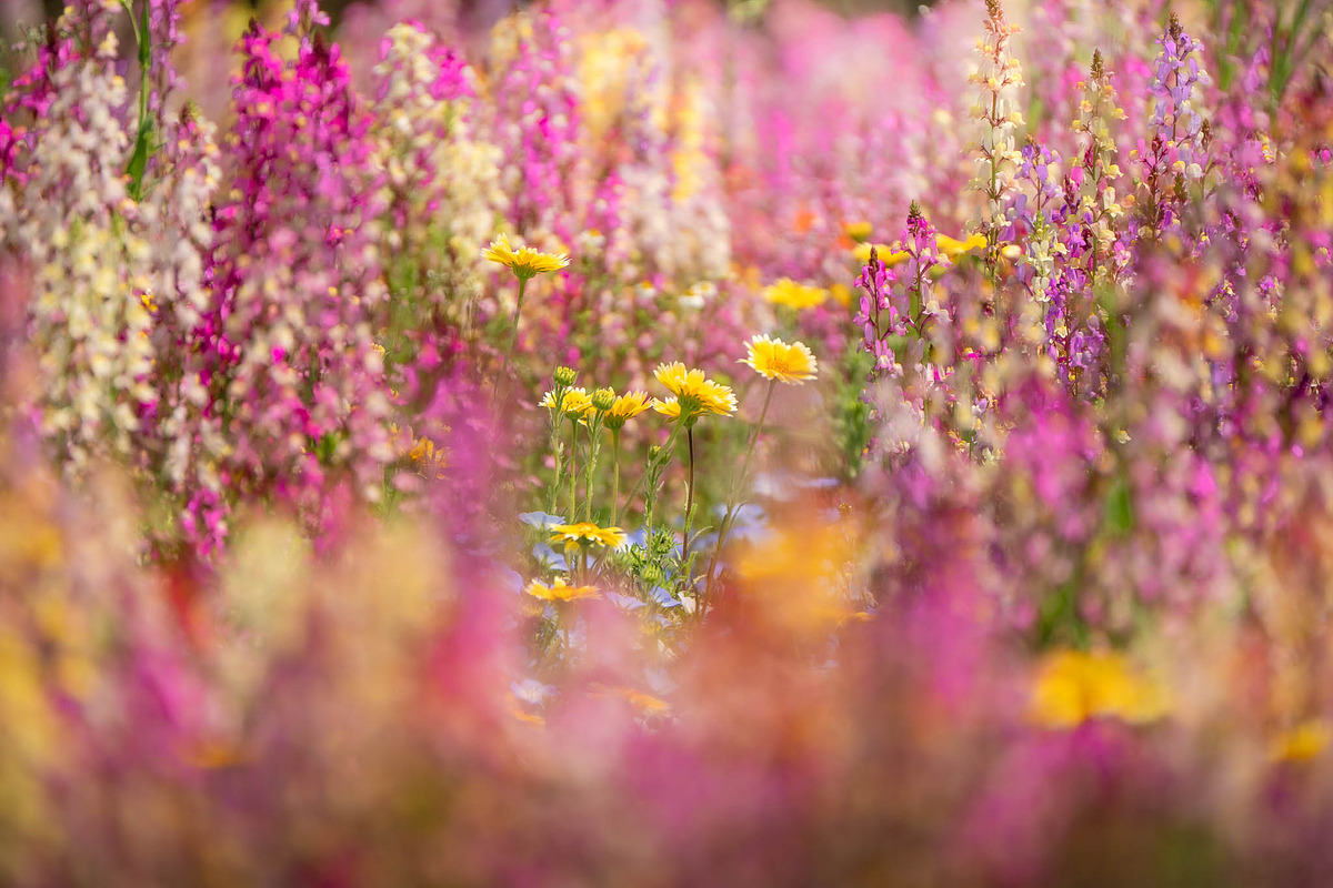 Pink Wildflowers in Bloom – Soft Pas, a Nature Photo by Silent Nature (Photo 4 of 5)