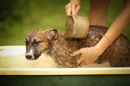 Kids hand wasing puppy in bathtub stock photo containing wet and happy