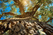 98 Trees view from below, a Nature Photo by Handmadefont (Thumbnail 55 of 98)