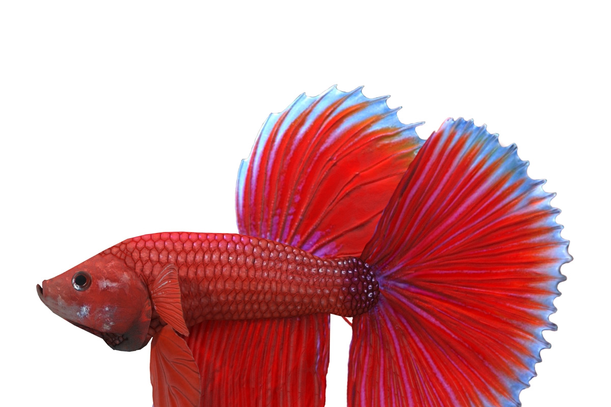 Betta Fish, an Animal 3D Model by AndrewWhite (Photo 6 of 11)