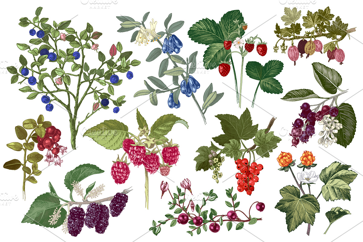 Fresh berries, a Food Illustration by handsketched (Photo 9 of 21)