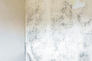 Moss and Mold spots, a Wallpaper Photo by KYNA STUDIO