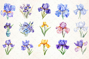 Watercolor Iris Flower Clipart Bundl, an Illustration by Libby Wishes (Thumbnail 6 of 6)