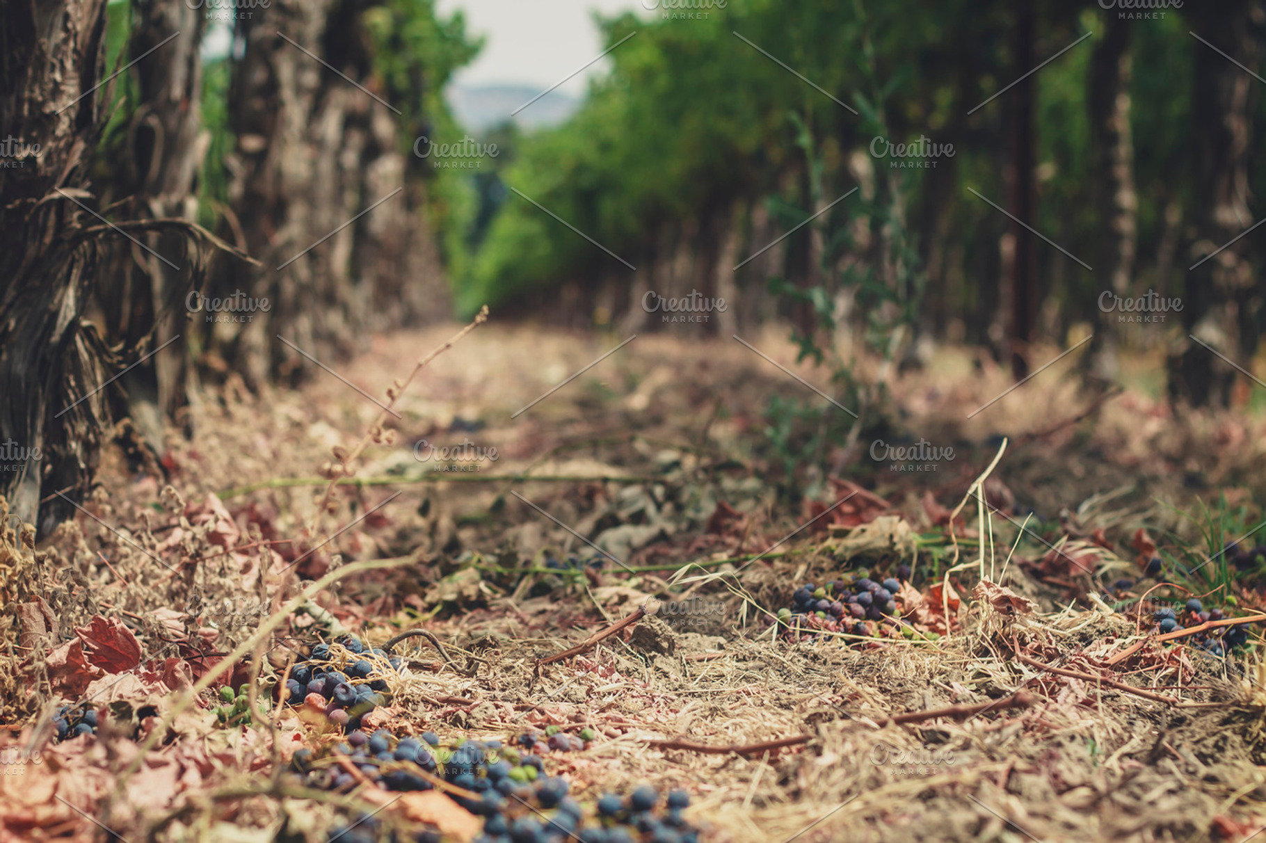 Grapes Fallen From The Vine