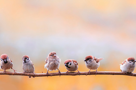 flock small sparrow chicks, a Nature Photo by nataba