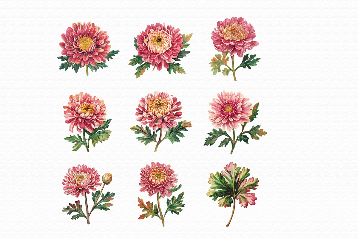Watercolor chrysanthemum clipart, an Illustration by Libby Wishes (Photo 4 of 5)