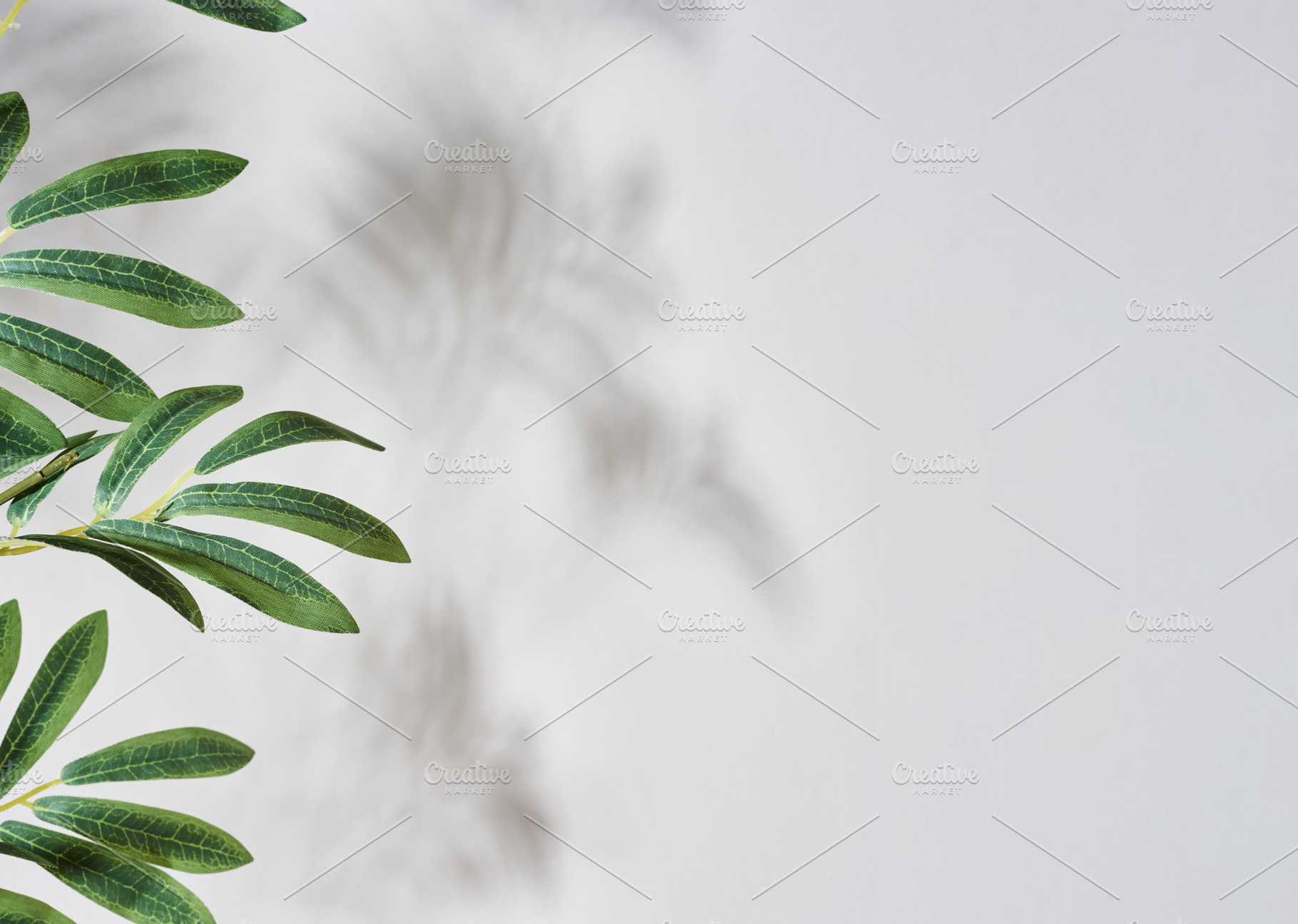 White background with blurred shadow from a branch with green le, a Background Photo by ndanko