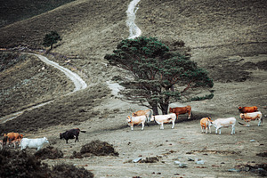 Cattle On Mountain Pasture, a Photo by SkyNext