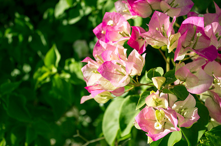 Bougainvillea Blooms