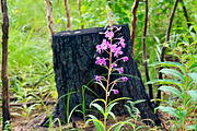 Flowers on the ashes, a Nature Photo by rezkrr (Thumbnail 1 of 4)