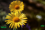 Soft Light Photoshop Actions, an Action Add-On by ARTNEST (Thumbnail 8 of 15)