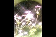 Dreamy, Ethereal Flower Photo Bundle, a Nature Photo by AmandaFagan (Thumbnail 5 of 13)