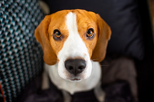 Beagle dog sits looking up, an Animal Photo by MadPhotos