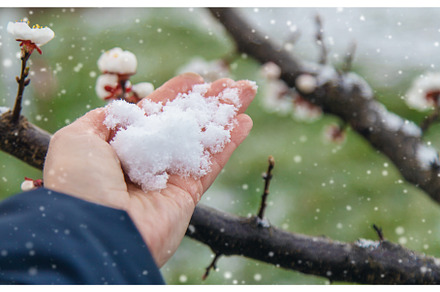 Trees bloom snow spring. Selective, a Nature Photo by yanadjana