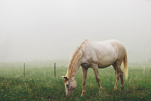 Horizontal White Horse Photo, an Animal Photo by René Jordaan Photography