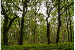 English natural woodland beside a, a Beauty & Fashion Photo by Backyard Stock