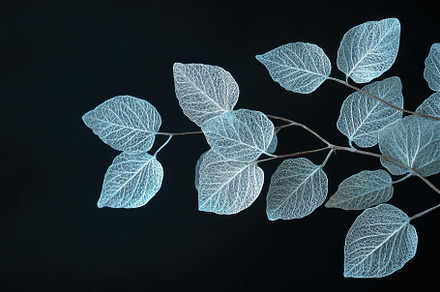 Delicate Translucent Leaves Displaye, a Photo by Tanuart