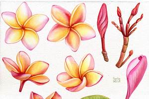 Watercolor Tropical Plumeria Flower.